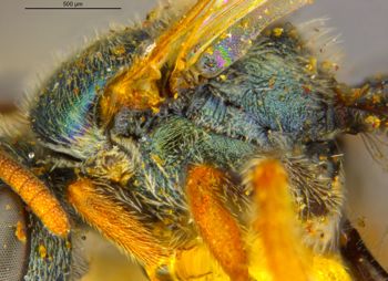 Media type: image;   Entomology 16341 Aspect: thorax lateral